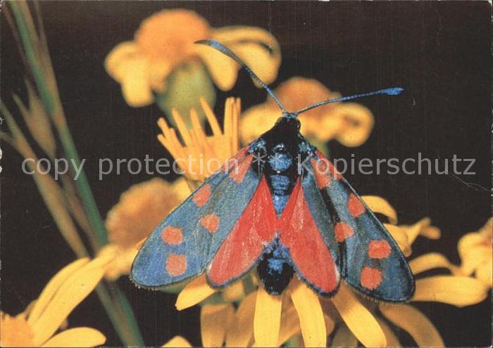 Schmetterlinge Blutstroepfchen Bund fuer Naturschutz Basel Schweiz