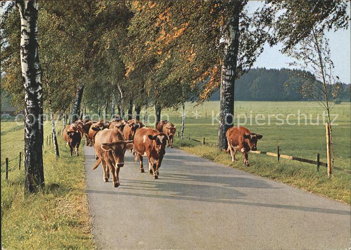 Kuehe Birkenweg Bad Woerishofen Allgaeu