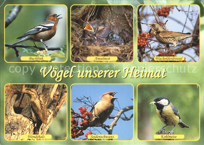 Voegel Birds Oiseaux Uccelli Pajaros-- Buchfink Wacholderdrossel Wendehals Kohlm