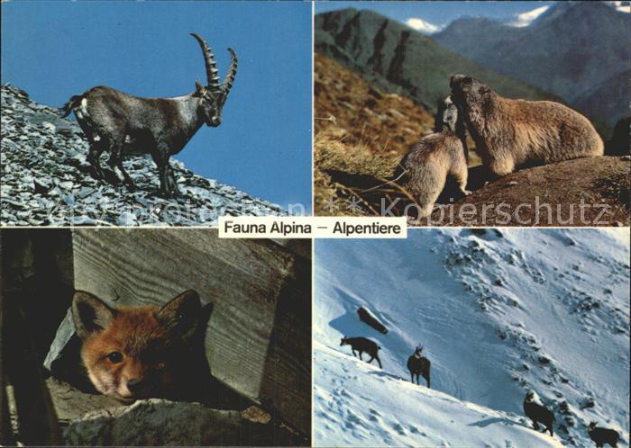 Steinbock Bergfuchs Murmeltiere Gemsen Alpentiere