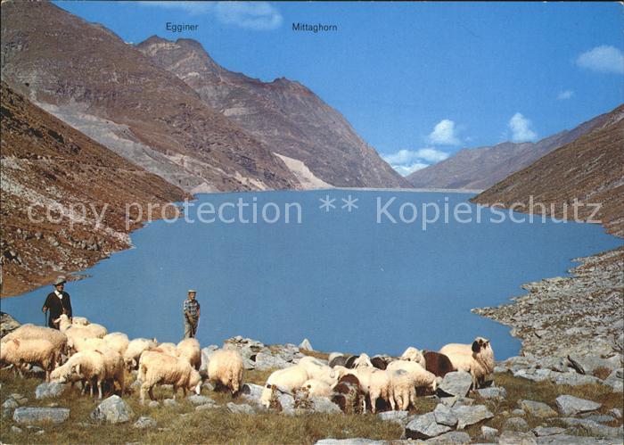 Schafe Hirte Mattmarksee Saastal Egginer Mittaghorn