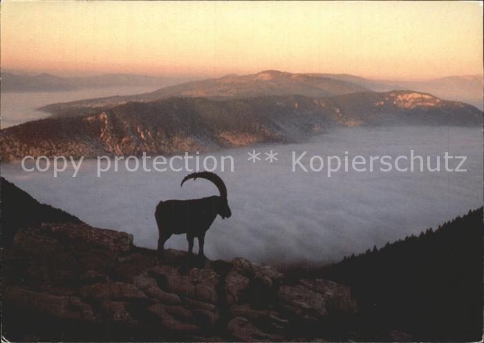 Steinbock Creux-du-Van