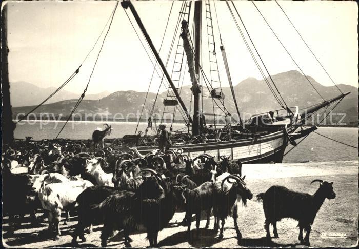 Ziege Corse Embarquement d un Troupeau de Chevres