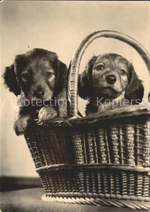 Dackel Dachshund Teckel Hunde dogs Chiens Cani Welpen