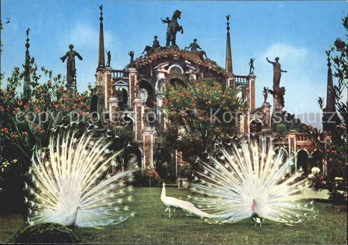 Voegel Birds Oiseaux Uccelli Pajaros-- Pfau Isola Bella Lago Maggiore Giardino c