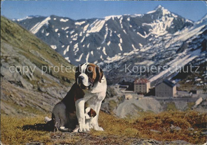 Bernhardiner Chien Barry er son petit chiot Col du Grand Saint-Bernard