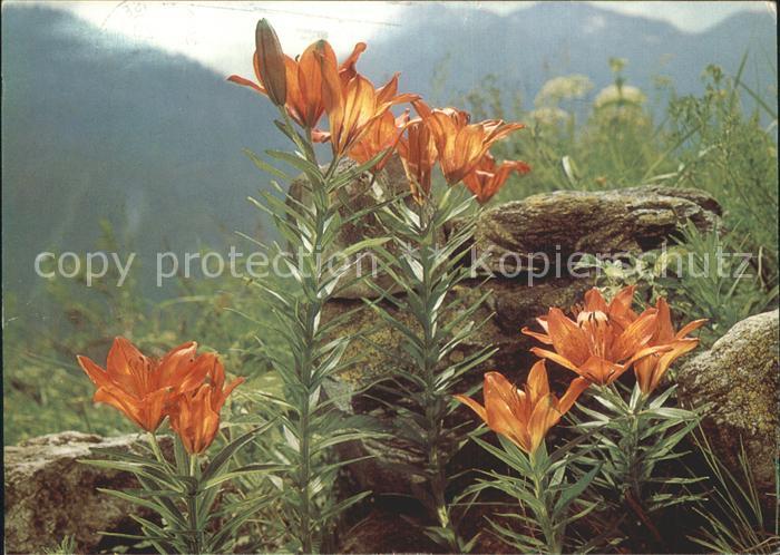 Blumen Feuerlilie Pro-Infirmis Spendenkarte