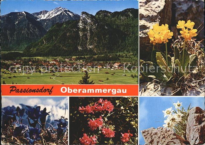 OBERAMMERGAU Bayern Notkarspitze Kofel Aurikel Enzian