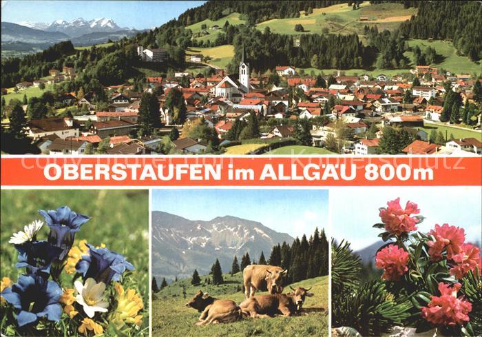 Oberstaufen Oberallgaeu Bayern Stadtansicht Rind Blumen