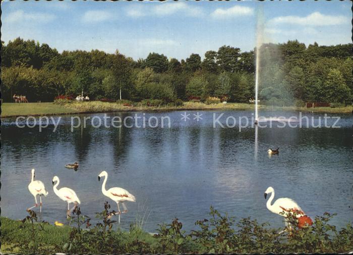 Rheinhausen Duisburg Flamingoteich im Volkspark Fontaene