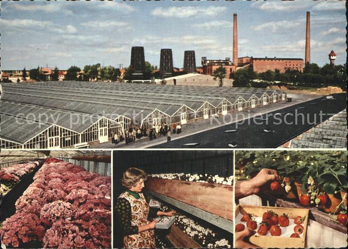 Wiesmoor Grossgaertnerei Details