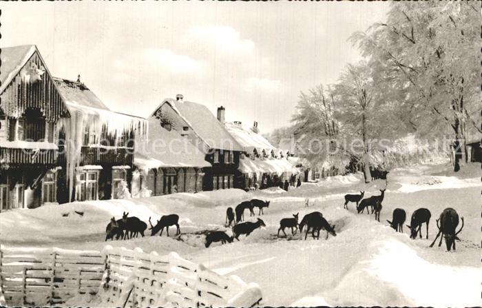 Bad Harzburg Wildfuetterung Molkenhaus