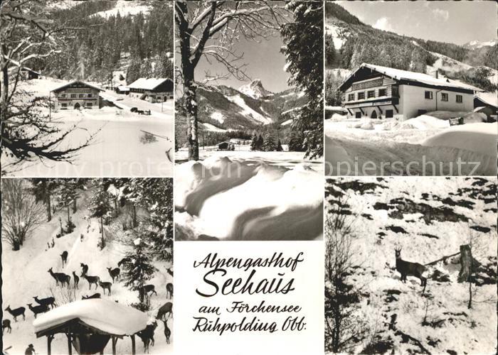 Ruhpolding Bayern Alpengasthof Seehaus Foerchensee Reh