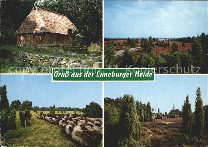 Lueneburger Haide Schafe Huette Heide