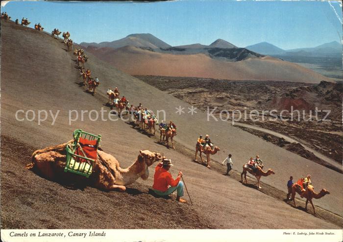 Lanzarote Kanarische Inseln Kamele
