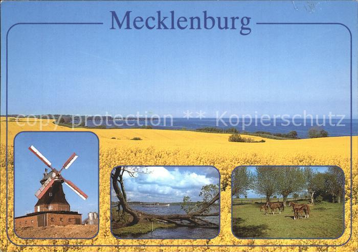 Mecklenburg Windmuehle Pferde See