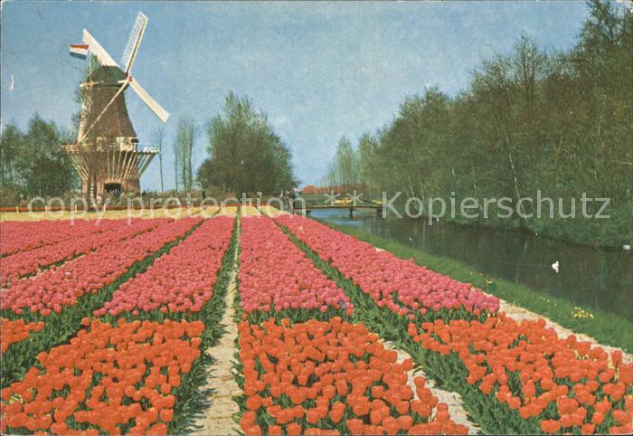 Lisse Keukenhof Tulpenfelder Windmuehle