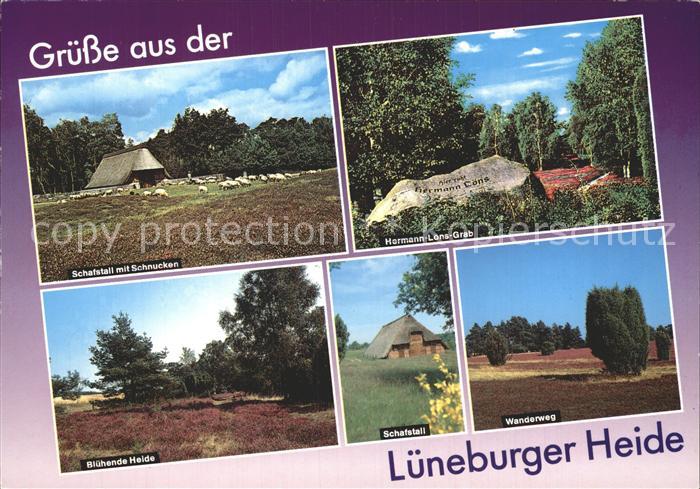 Lueneburger Heide Wanderweg Schafstall Schnucken Hermann-Loens-Grab