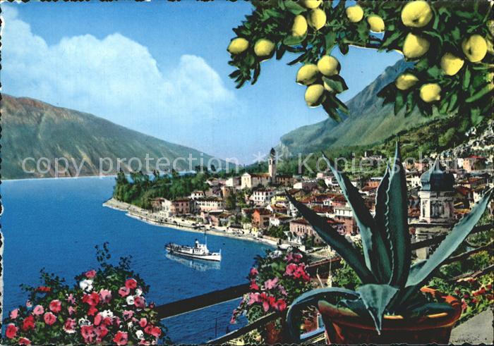 Limone sul Garda Lago di Garda Zitronenbaum