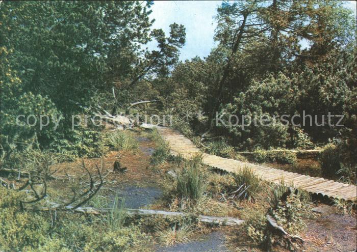 Georgenfeld Georgenfelder Hochmoor