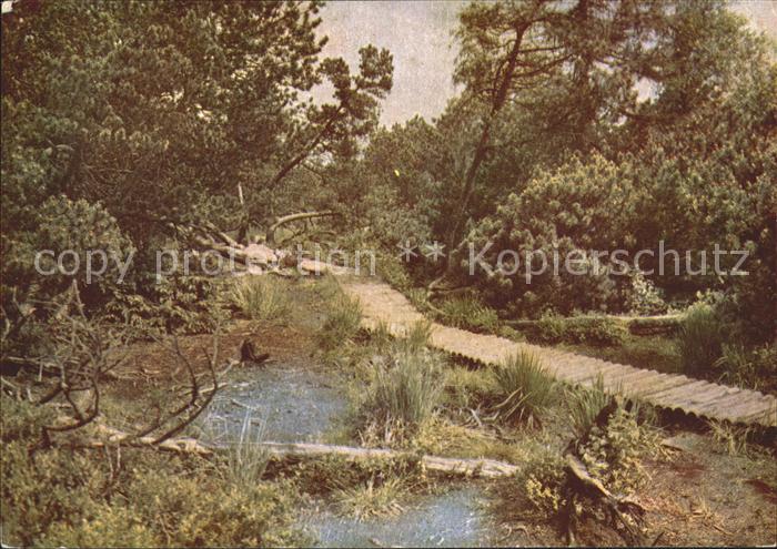 Georgenfeld Georgenfelder Hochmoor