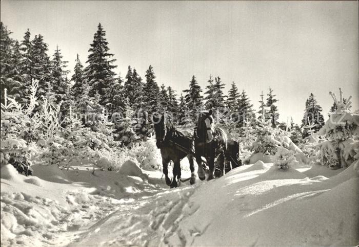 Harz Pferdeschlitten im Wald