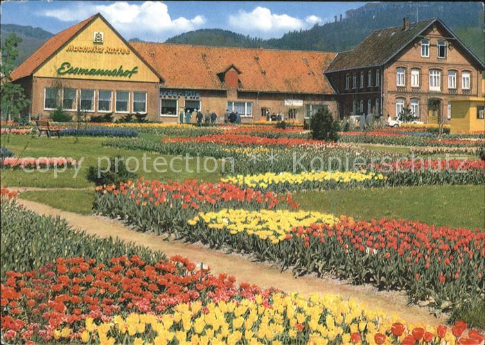 Deckbergen Essmannshof Tulpenschau