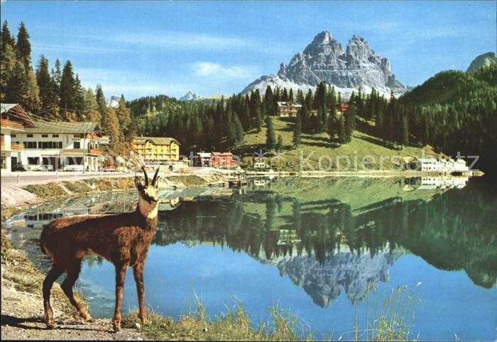 Lago di Misurina Drei Zinnen Dolomiten Gemsbock