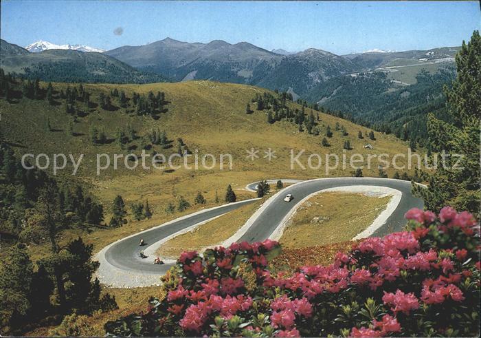 Kaernten Nockalmstrasse Schiestelscharte Alpenrose