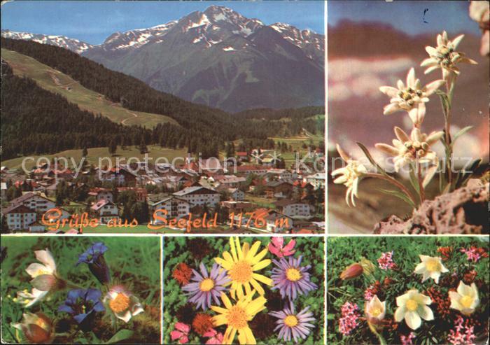 Seefeld Tirol Gesamtansicht mit Alpenpanorama Alpenblumen