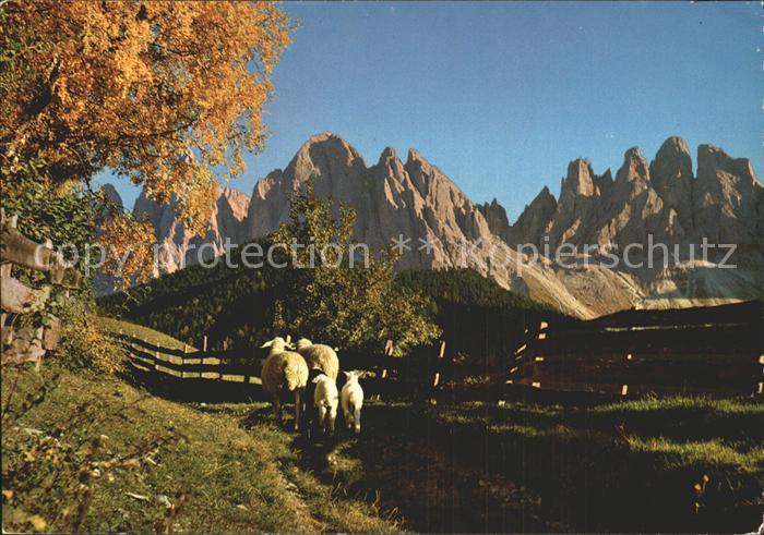 Val di Funes Dolomiti Gruppo delle Odle Geislergruppe Herbststimmung Dolomiten S