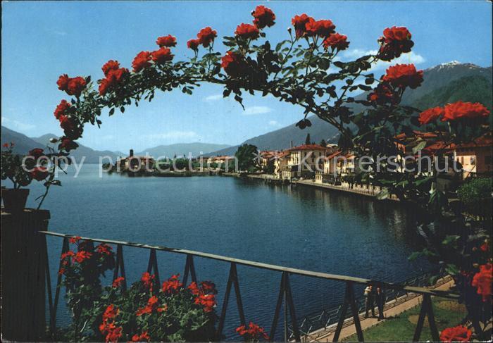 Gravedona Como Lago di Como Comersee Rosenbusch