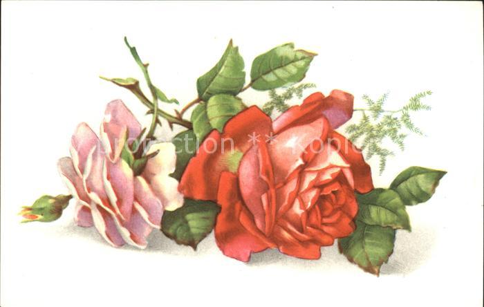 Rosen