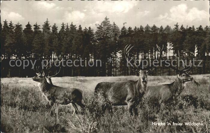 Hirsch Marienteichbaude