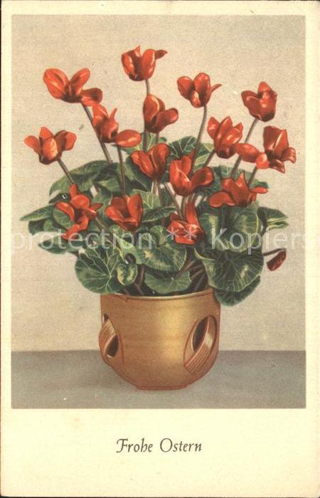 Ostern Easter Paques Alpenveilchen