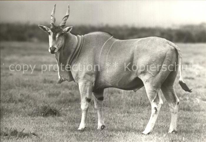 Tiere Elenantilope