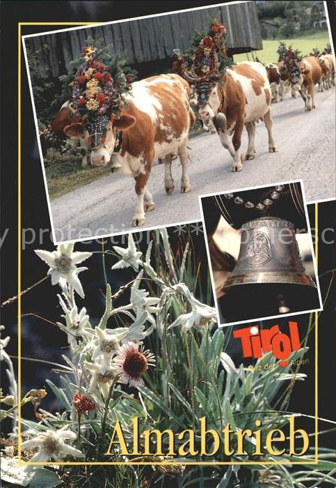 Kuehe Glocke Almabtrieb Tirol Edelweiss
