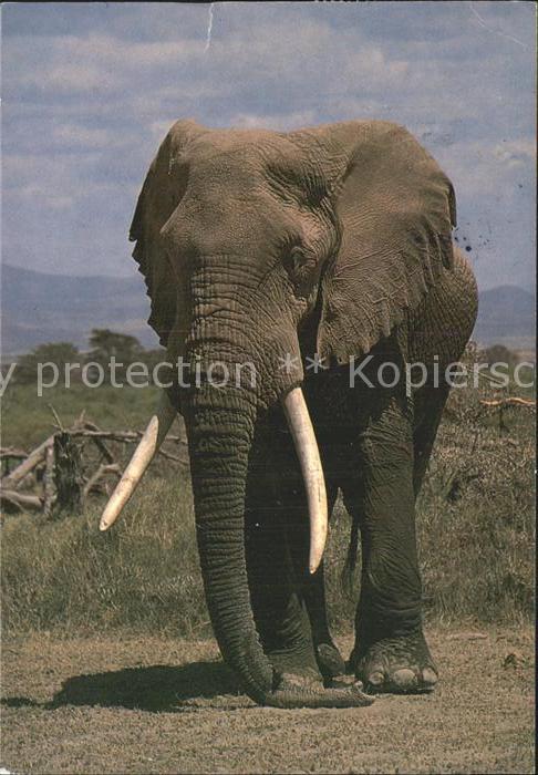 Elefant African Elephant