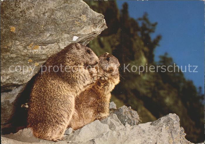 Murmeltier Marmottes Marmots