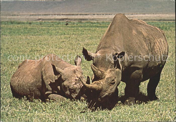 Nashorn Rhinoceros Afrika
