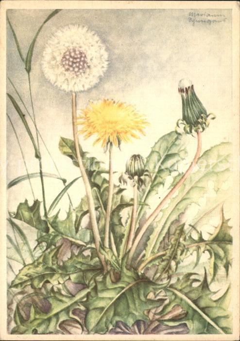 Verlag Ackermann Kuenstlerpostkarte Nr. 10046 Marianne Schneegans Loewenzahn