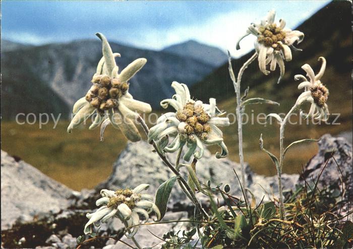 Edelweiss