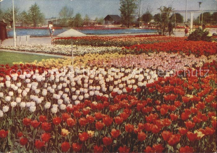 Gartenbauaustellung Erfurt Tulpen