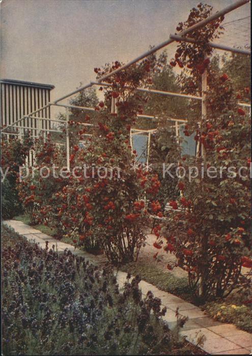 Gartenbauaustellung Erfurt Pergola Rosenbluete