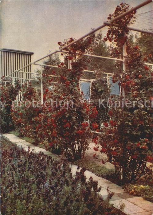 Gartenbauaustellung Erfurt Pergola Rosenbluete