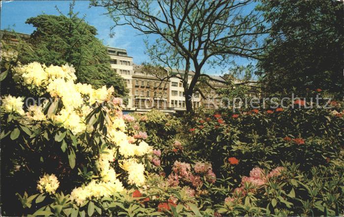 Bournemouth Rhododendron