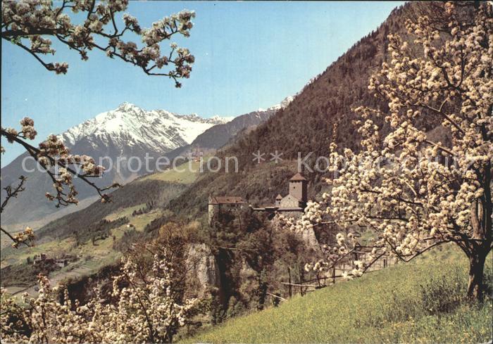 Meran Merano Schloss Tirol mit Zielspitze Texelgruppe Baumbluete