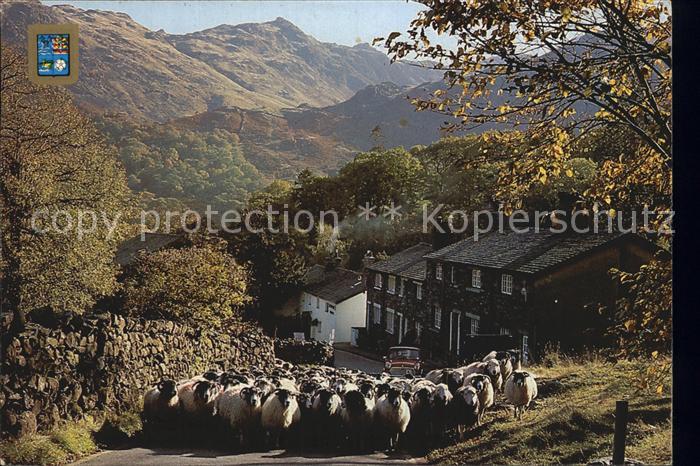 Borrowdale Drivine Sheep