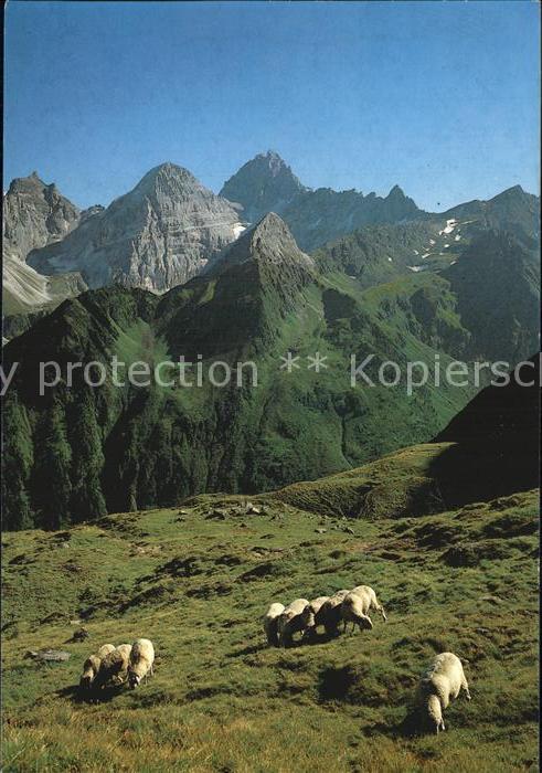 Tirol Region Geschnitztal Tribulaungruppe Schafe