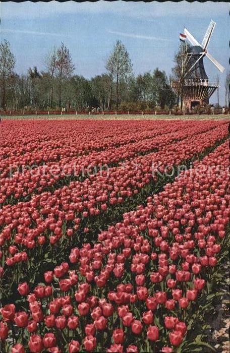 Lisse Keukenhof Tulpenfeld mit Windmuehle